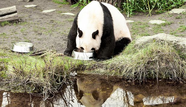 A special menu for giant pandas: Schönbrunn Zoo in Vienna renews ...