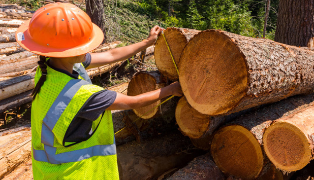 U.S. Lumber Coalition applauds President Trump’s strong stance on U.S. trade law enforcement